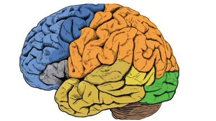 Foto Las neuronas controlan el movimiento «conversando» entre ellas